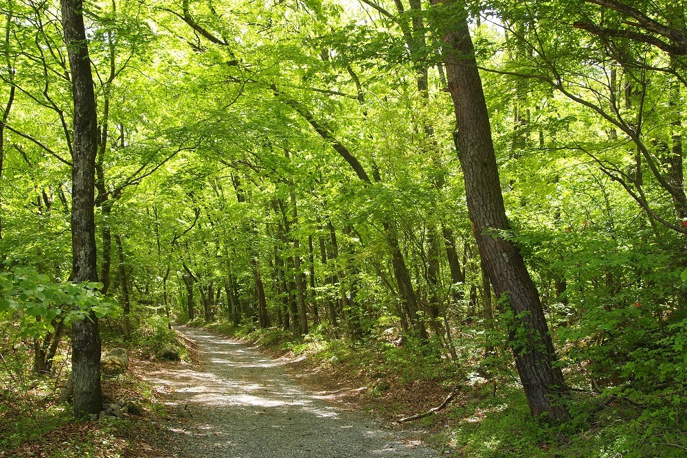 foresters-village-kobitto