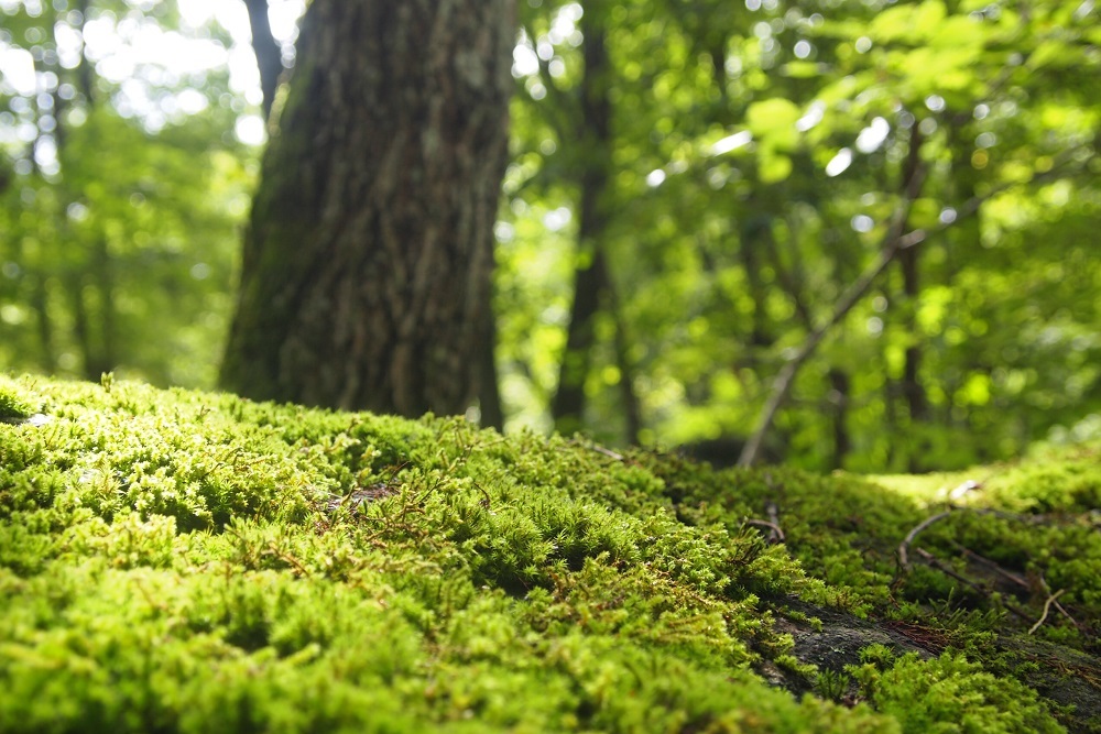 南アルプス三景園オートキャンプ場