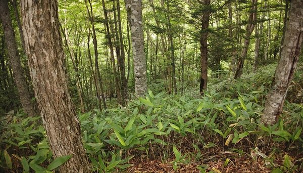 AIMIX自然村 南乗鞍オートキャンプ場