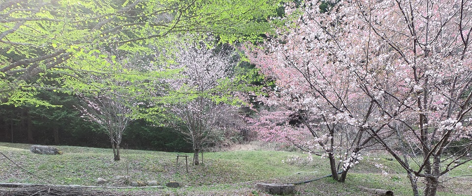 CAMP-CHEERS-KANESHIGE