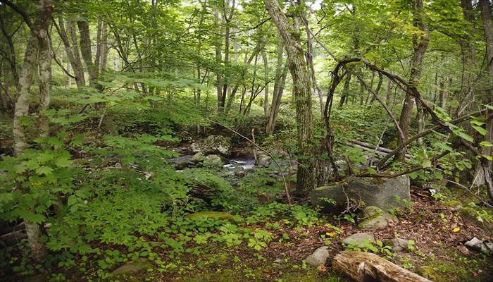 八千穂高原 駒出池キャンプ場