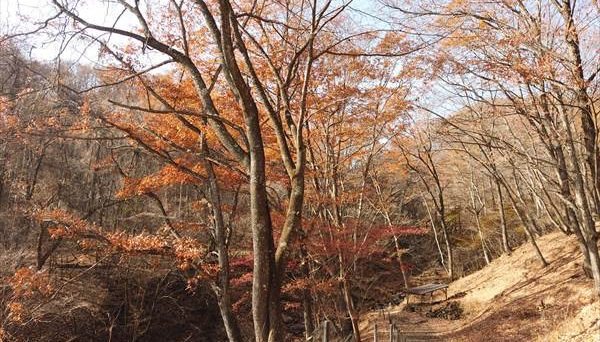 八風平キャンプ場