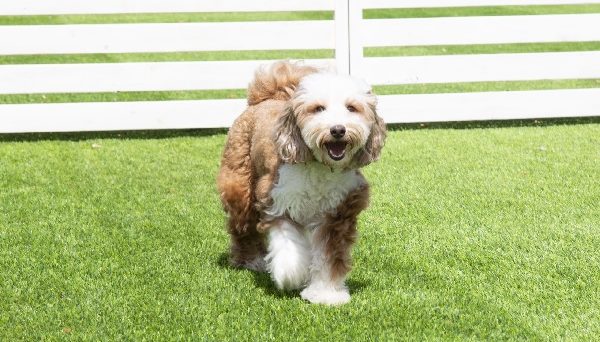 FREE AND EASY CAMP RESORT