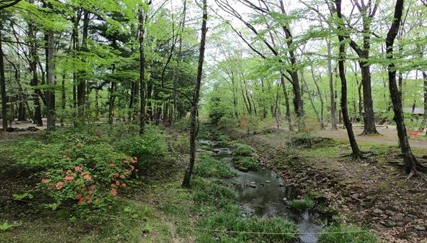 日光だいや川公園オートキャンプ場