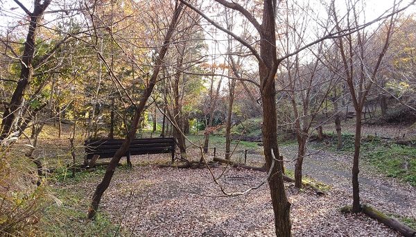 くりの木キャンプ場 くりの木キャンプ場