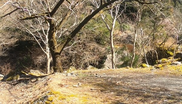 せせらぎの里オートキャンプ場