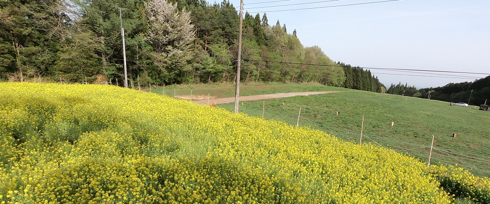 たかはら花畑キャンプ場