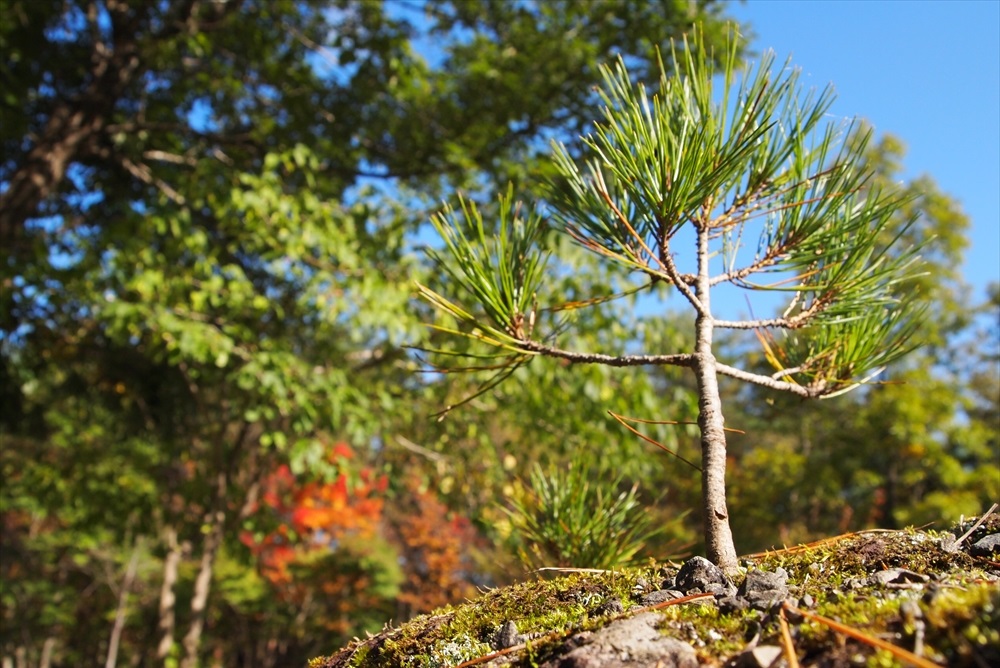 ふくしま県民の森フォレストパークあだたら