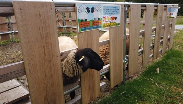 ふるさと村自然園せいなの森キャンプ場