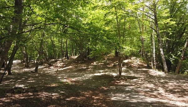 みずがき山グリーンロッジ