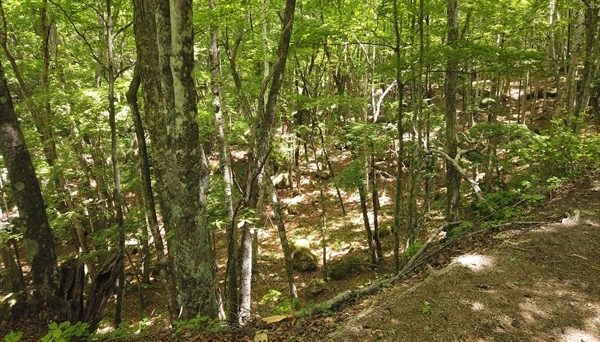 みずがき山グリーンロッジ