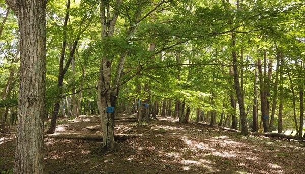 みずがき山グリーンロッジ