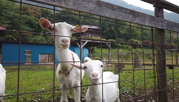 わらび平森林公園キャンプ場
