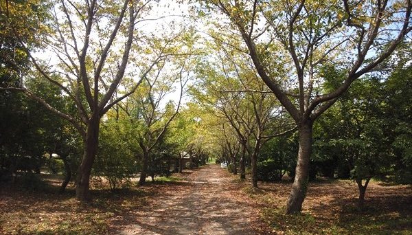 イレブンオートキャンプパーク