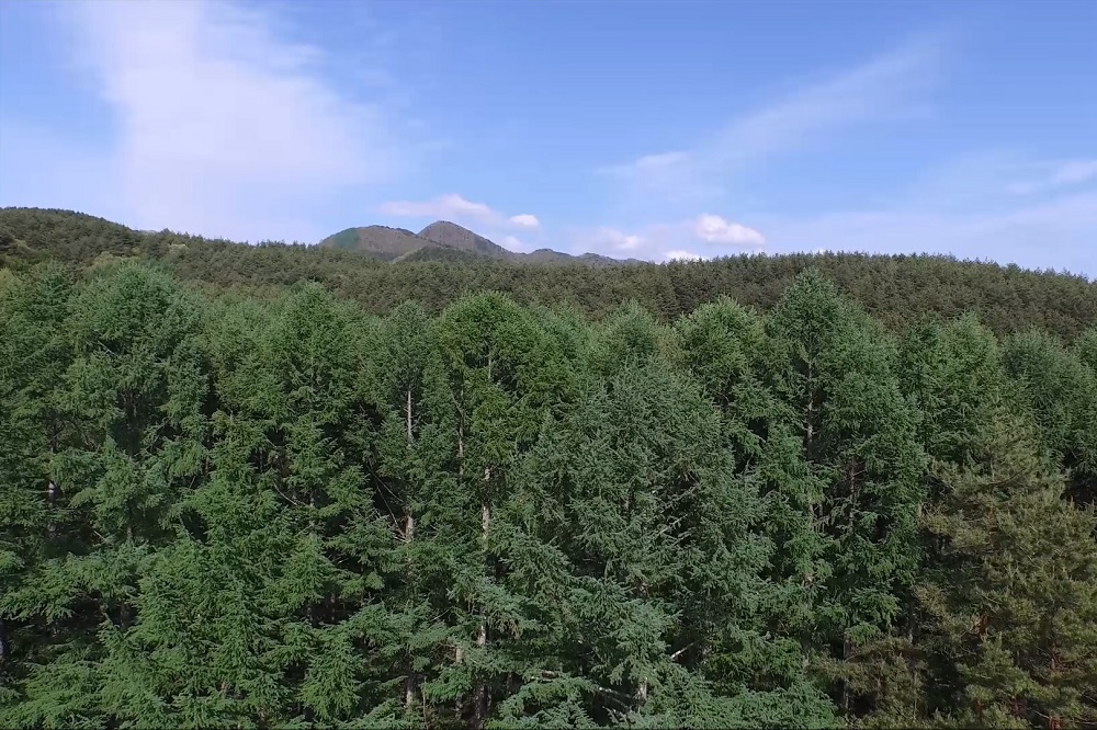 ウッドペッカーキャンプ場