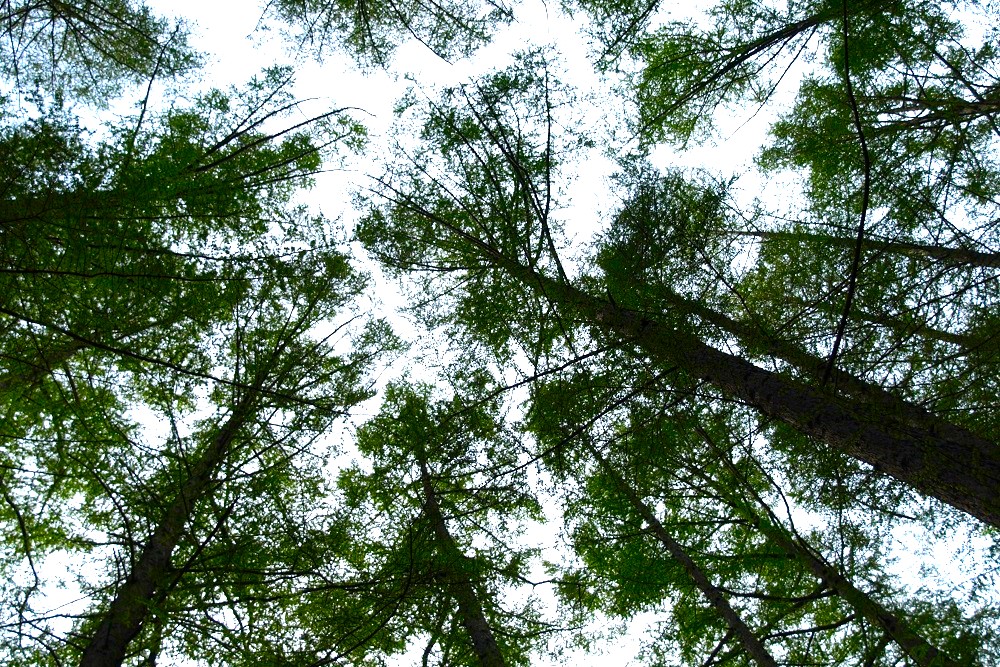 ウッドペッカーキャンプ場