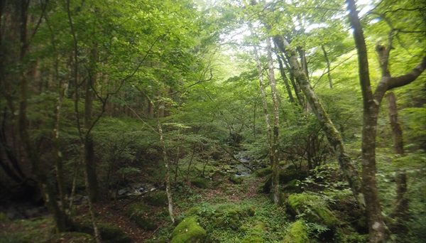 オートキャンプ長又