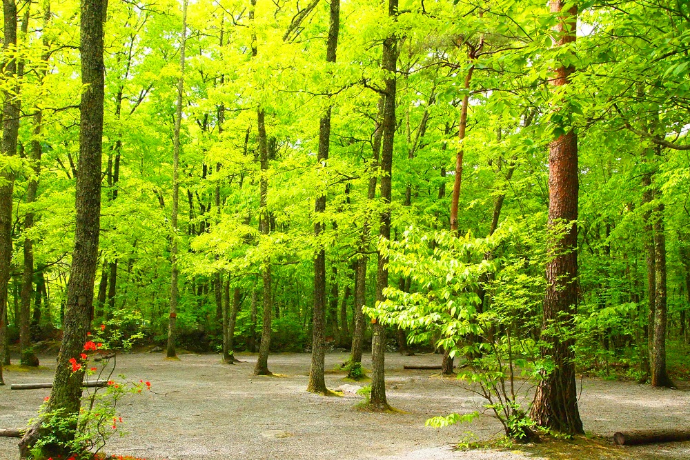 オートリゾートパークビッグランド