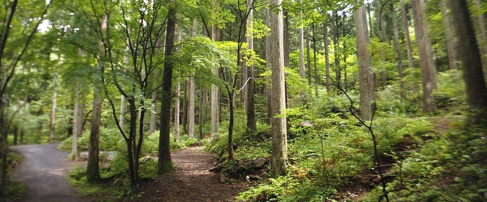 ネイチャーランドオム