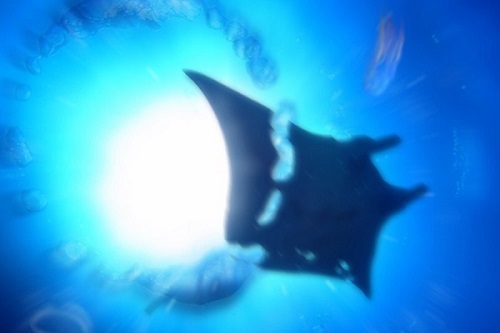 フローラキャンプサイト