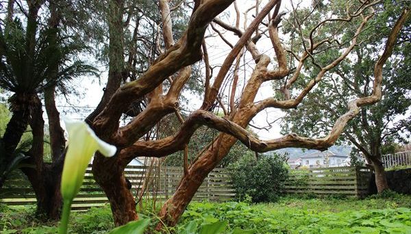 ボンヌ・ジュルネ