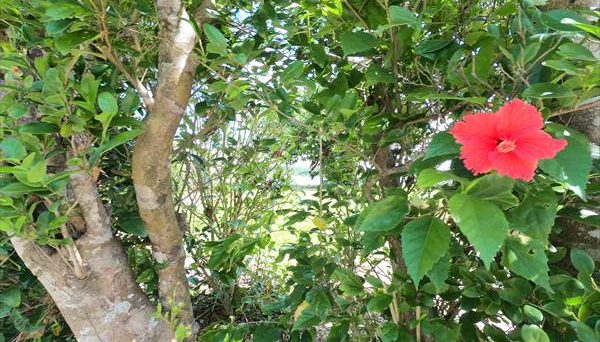 今帰仁海辺のキャンプ場