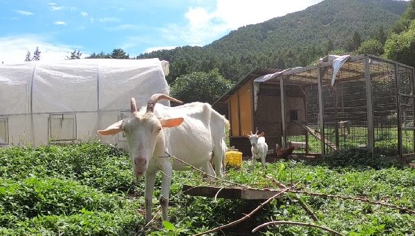 信州まるべりーオートキャンプ場