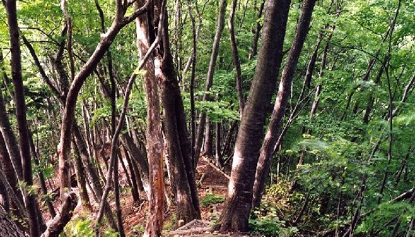 和良大月の森公園キャンプ場