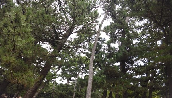 富津公園キャンプ場