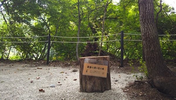 木もれびpondキャンプ場