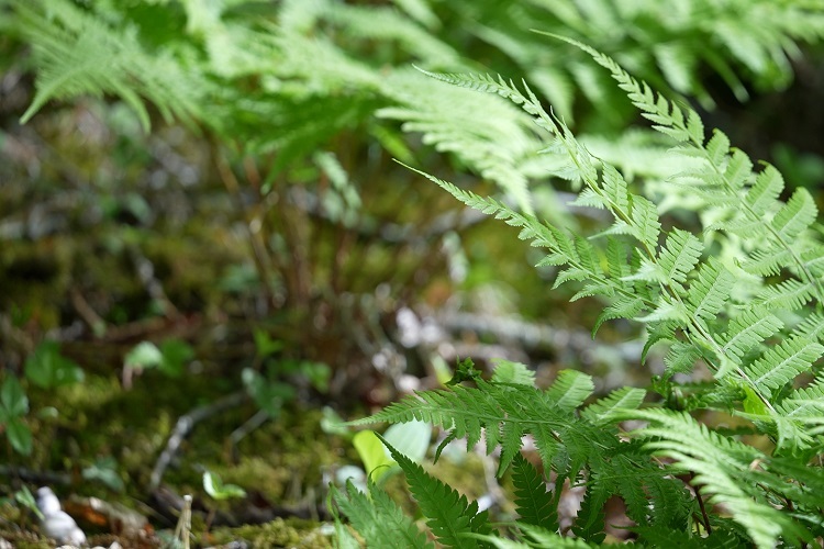 榛名湖オートキャンプ場