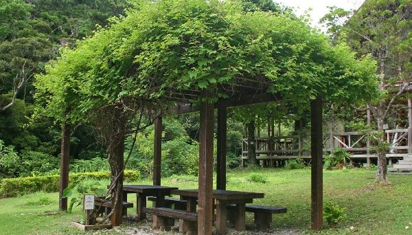 比地大滝キャンプ場 比地大滝キャンプ場