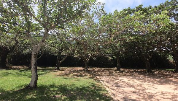 沖縄県総合運動公園オートキャンプ場