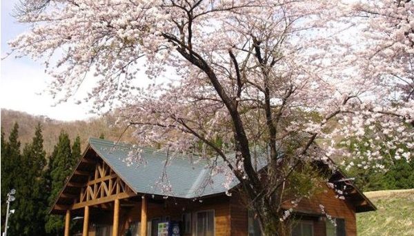 油坂さくらパーク 油坂さくらパーク