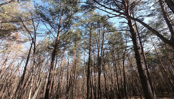 浅間高原ファミリーオートキャンプ場