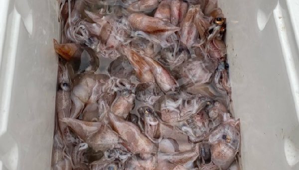 浜黒崎キャンプ場 浜黒崎キャンプ場