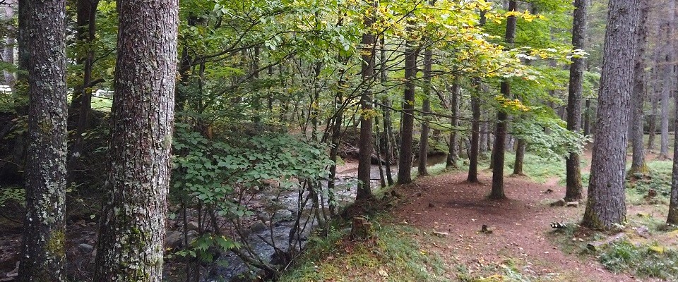 白樺高原キャンプ場