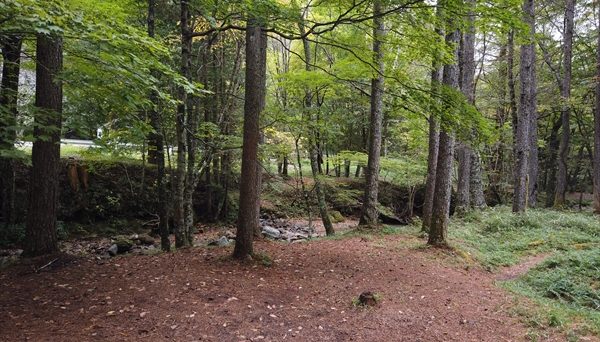 白樺高原キャンプ場 白樺高原キャンプ場