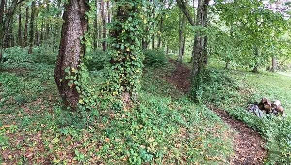 相の沢キャンプ場