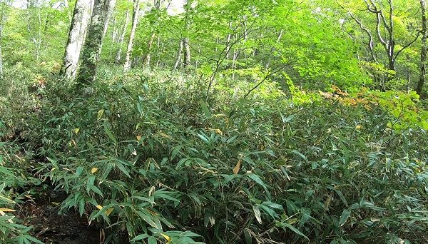 県営松川キャンプ場