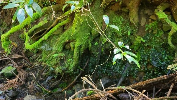 知恵の神様のいるキャンプ場