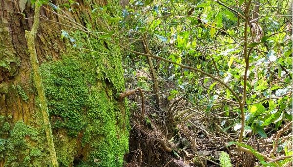 知恵の神様のいるキャンプ場
