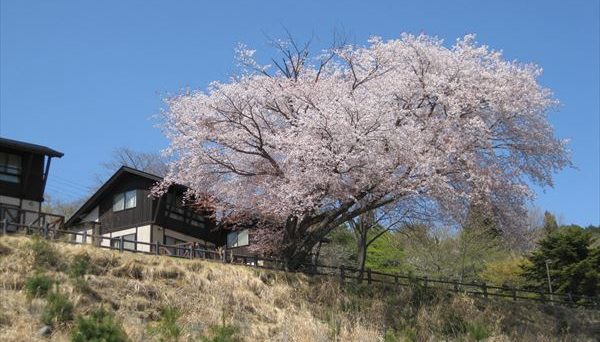 石岡市つくばねオートキャンプ場 石岡市つくばねオートキャンプ場