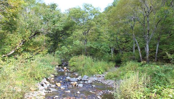 自然の森野営場
