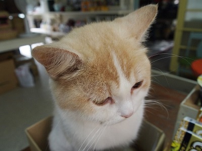 那須高原アカルパ