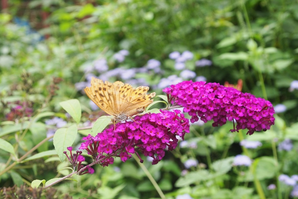 那須高原アカルパオートキャンプ場