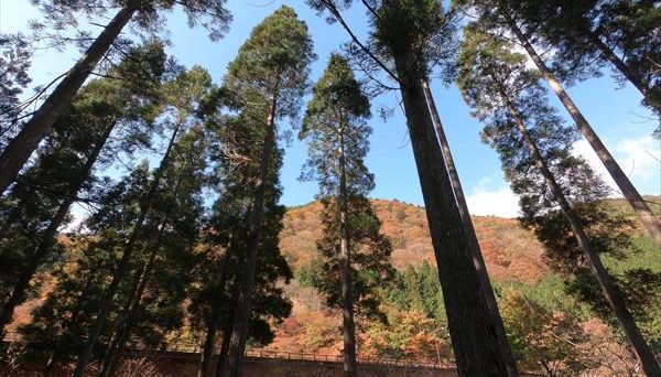 馬瀬キャンプ場 馬瀬キャンプ場