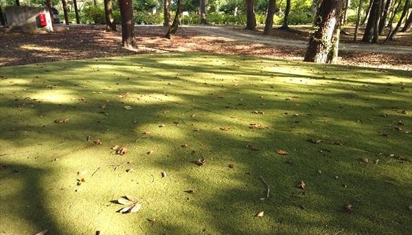 鳥野目河川公園オートキャンプ場 鳥野目河川公園オートキャンプ場