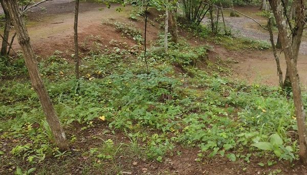 黒坂オートキャンプ場