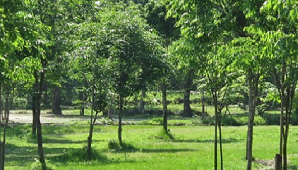 五十沢キャンプ場